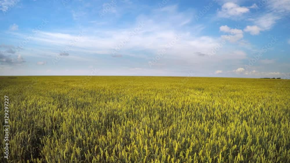 Green meadow of wheat and heavy rain clouds.. Agricultural farm industry. Nature composition. Green meadow of wheat and heavy rain clouds.. Agricultural farm industry. Nature composition.