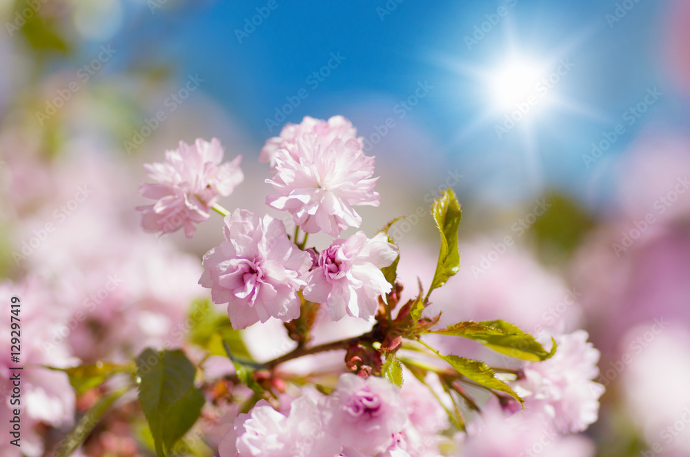 Fototapeta premium Sakura cherry flower blossom in spring