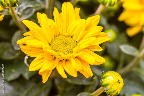 chrysanthemum