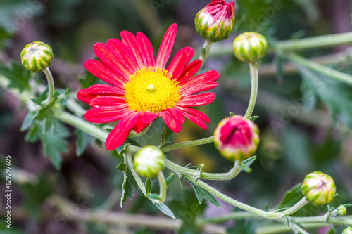 chrysanthemum