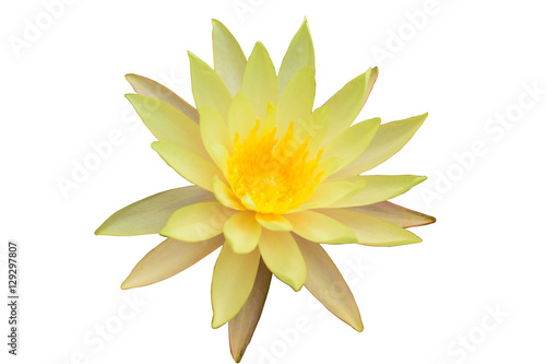 Beautiful yellow lotus flower