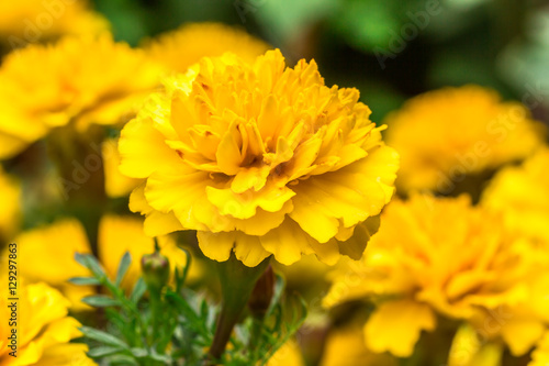 chrysanthemum