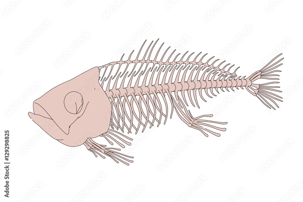 2d cartoon illustration of fish skeleton Stock Illustration