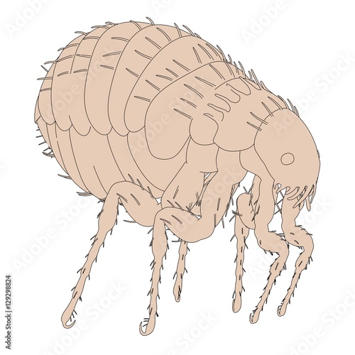 2d cartoon illustration of flea