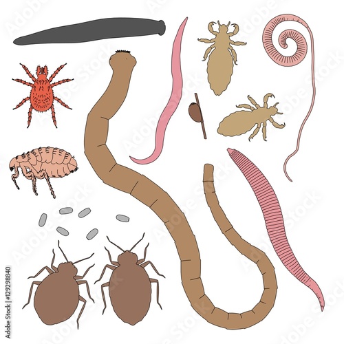 2d cartoon illustration of human parasites