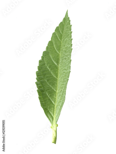 green tea leaf isolated on white background