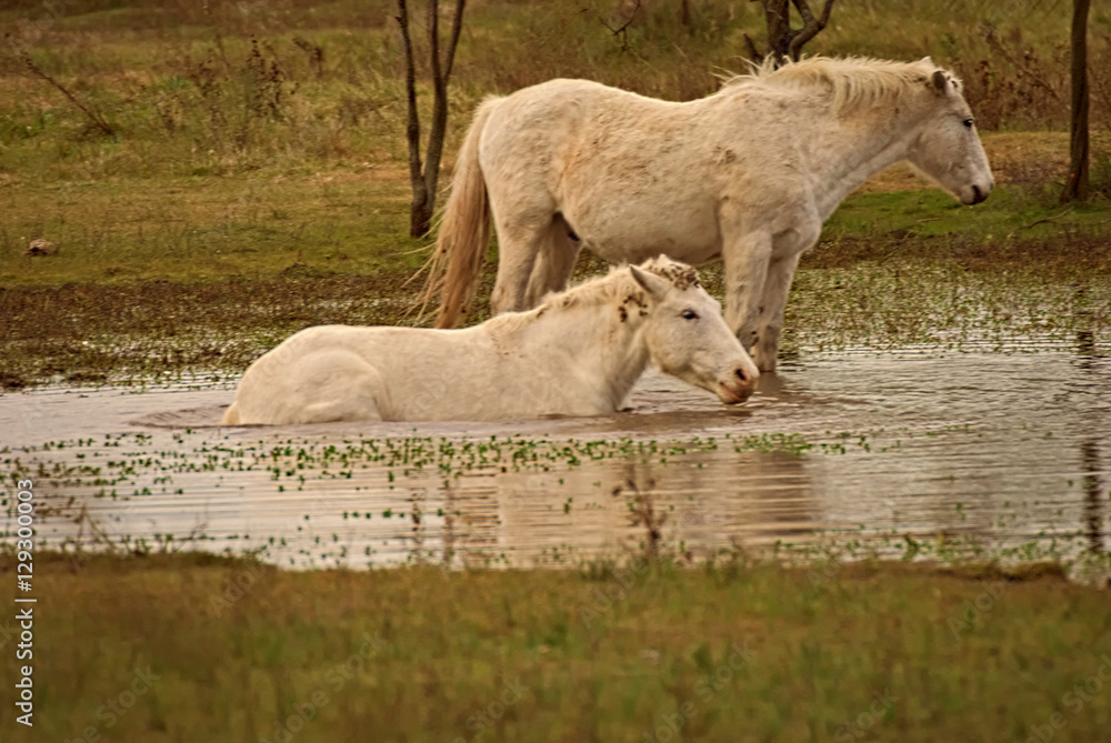 Horses free on a field in winter in Argentina Horses free on a field in winter in Argentina