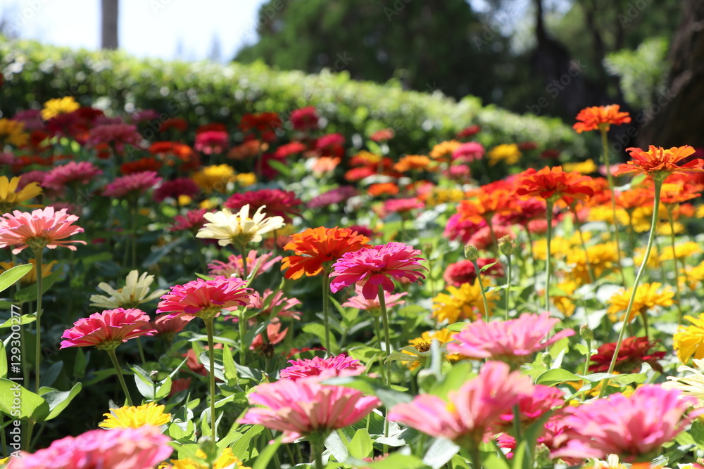 Zinnia elegans colorful flowers in the park