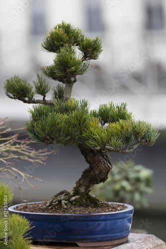 bonsai pine in the garden