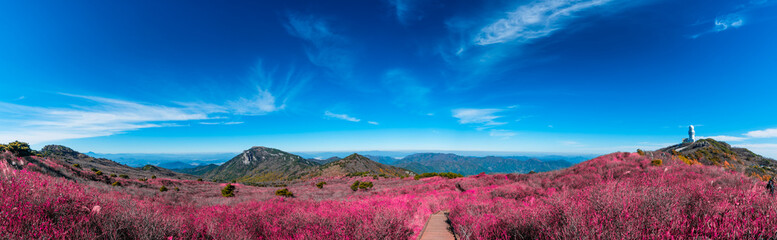 Leinwandbilder Purpur Biseulsan National Recreation Forest The best Image of landscape Mountain flower and autumn in South Korea.  © Rakchat