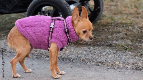 Scared and shy Chihuahua dressed in pink clothing