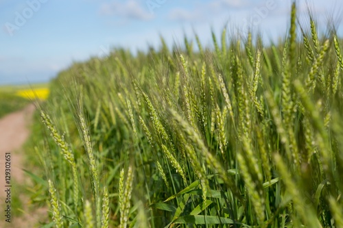 View of beautiful wheat field