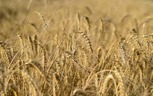 Yellow grain ready for harvest growing in a farm field.