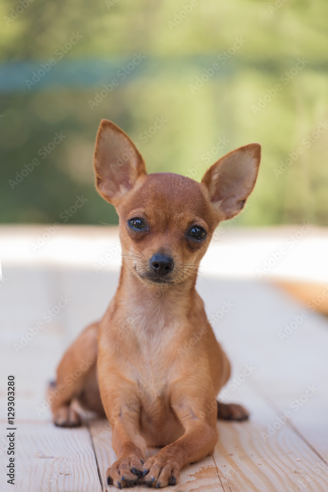 Russian Toy Terrier,