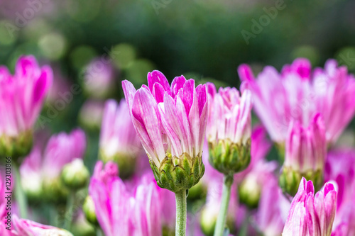 Flowers and plants