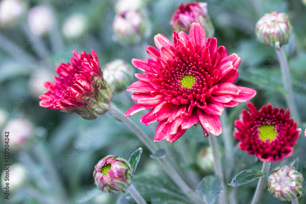 Obraz premium chrysanthemum