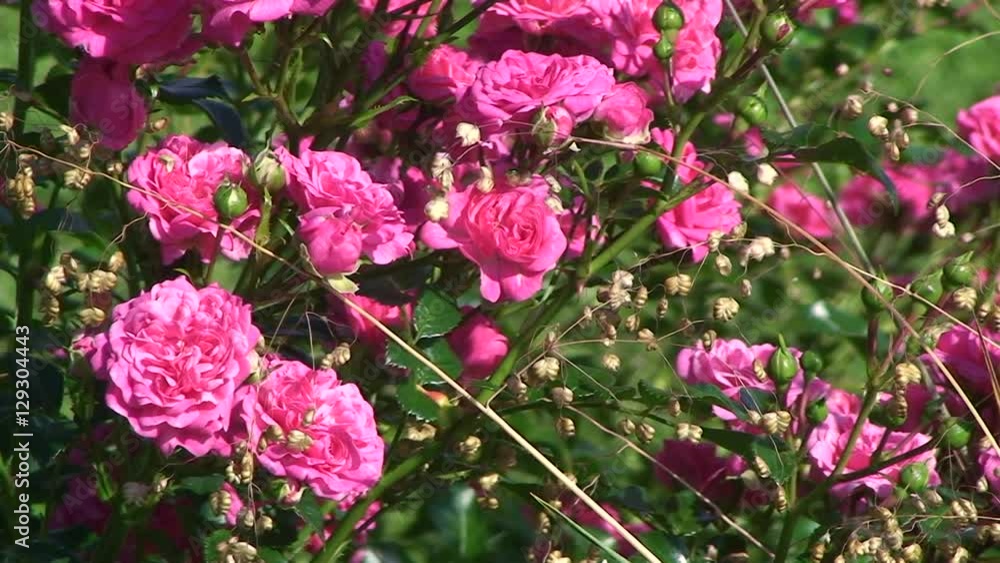 Kleine rosa Rosen bewegen sich im Wind