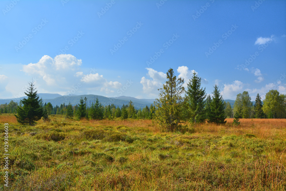 Peat bog landscape in Poland Peat bog landscape in Poland