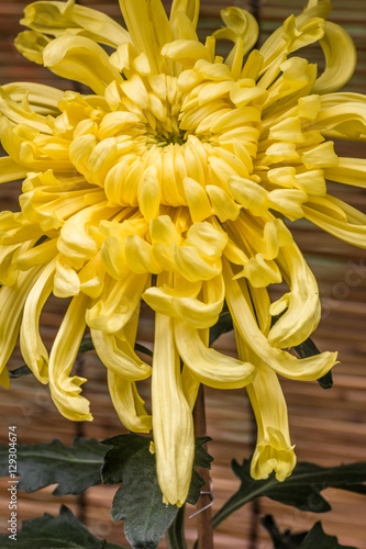 chrysanthemum