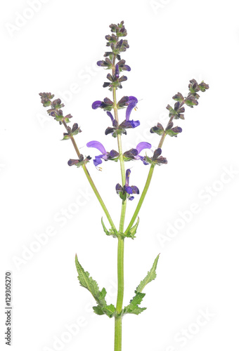 Wiesensalbei  Salvia pratensis 