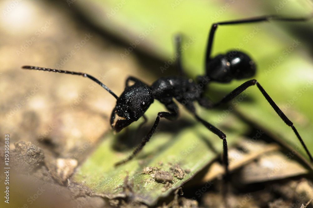 Ant over Leaf Ant over Leaf