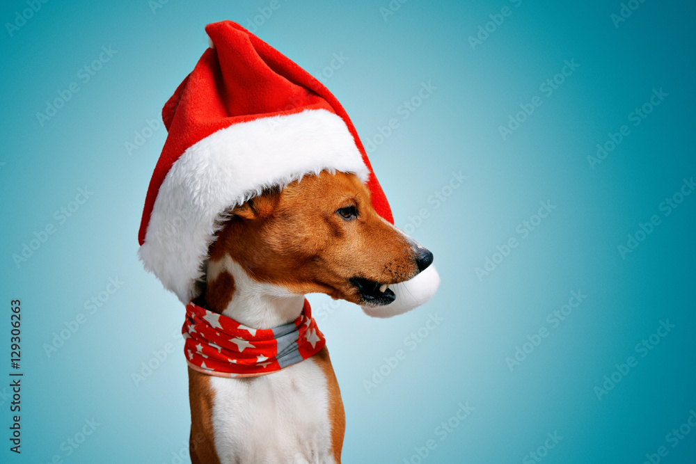 Close up portrait of funny beautiful dog wearing christmas santa hat looking on side with opened mouth, isolated on cold blue background