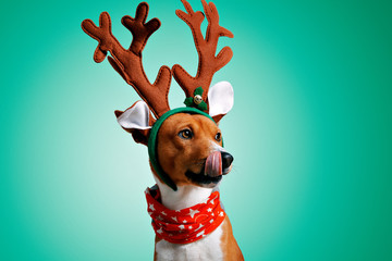 Close up portrait of funny beautiful dog wearing christmas deer Rudolph costume, looking on side and licking himself, isolated on green background