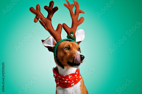 Close up portrait of funny beautiful dog wearing christmas deer Rudolph costume, looking on side and licking himself, isolated on green background