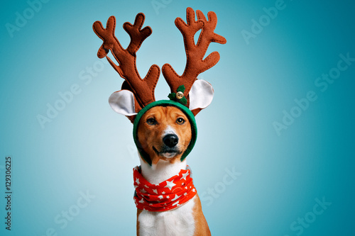 Close up portrait of funny beautiful dog wearing christmas deer Rudolph costume, looking on camera, isolated on winter blue background photo