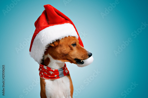 Close up portrait of funny beautiful dog wearing christmas santa hat looking on side with opened mouth, isolated on cold blue background © BublikHaus