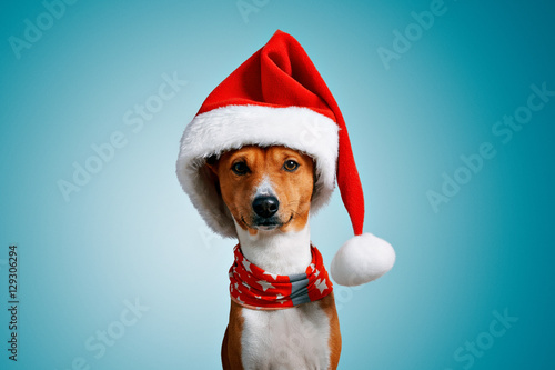 Close up portrait of funny beautiful dog wearing christmas santa hat and red festive collar with stars looking on camera, isolated on cool blue background © BublikHaus