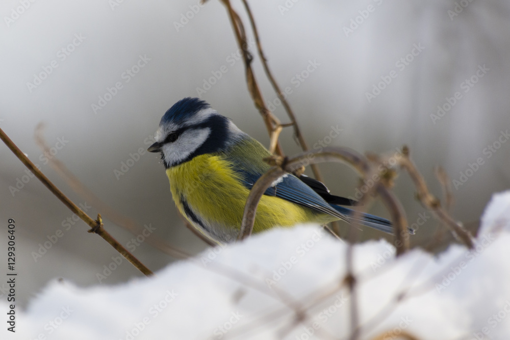 chickadee chickadee
