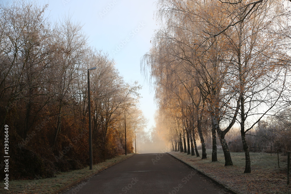 Birch Alley frosty morning Birch Alley frosty morning