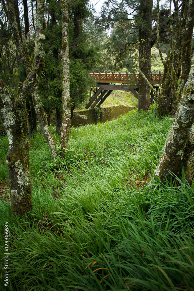 Green path along Alishan National Scenic Area Green path along Alishan National Scenic Area