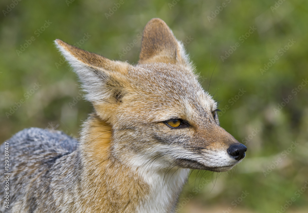 Fototapeta premium Pampas Grey fox, La Pampa, Argentina