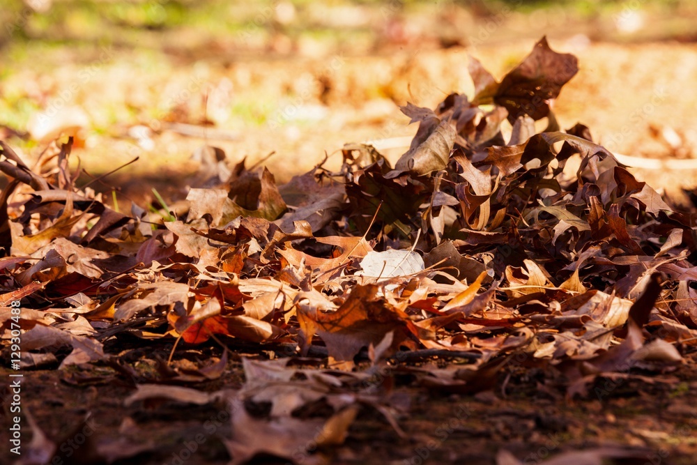 Leaves on field during autumn Leaves on field during autumn