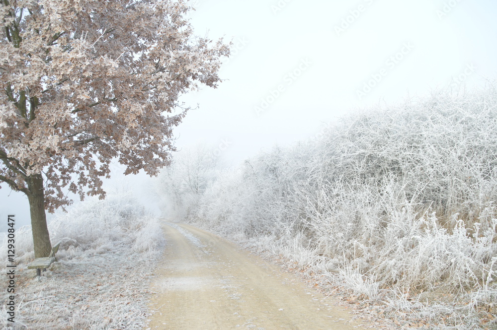 Fototapeta premium Der Winter kam über Nacht