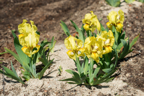 Fototapeta Naklejka Na Ścianę i Meble -  Flowers yellow Irises