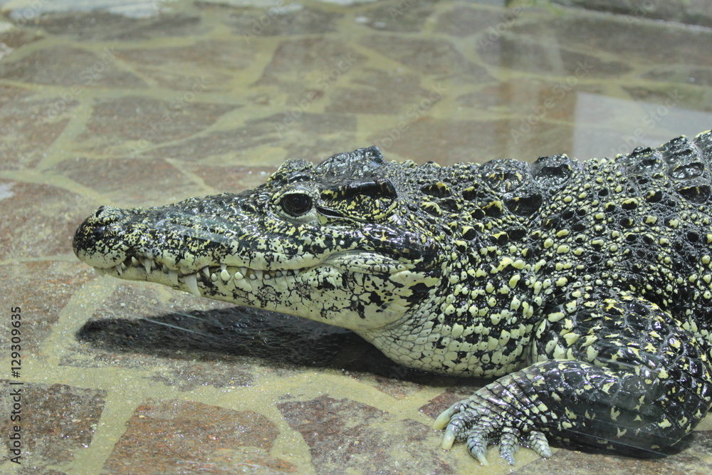 The Philippine crocodile relax in terrarium . The Philippine crocodile relax in terrarium .