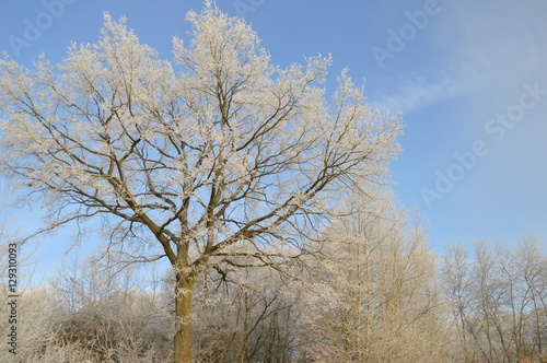 B  ume in der Wintersonne