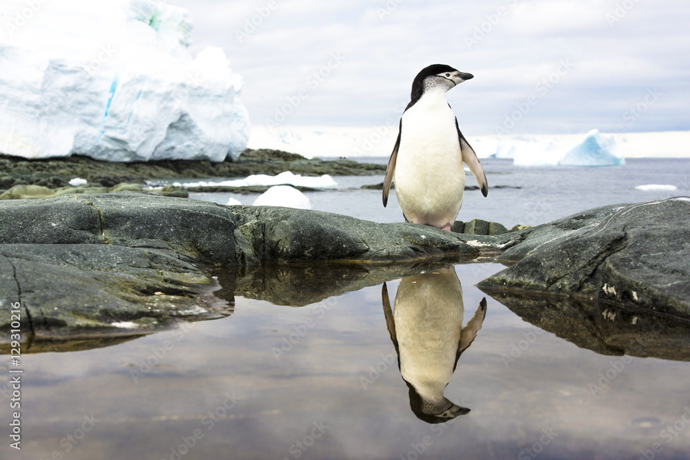 Fototapeta premium Penguin Reflection