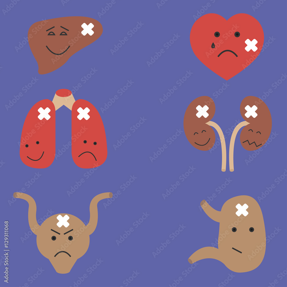 internal organs internal organs