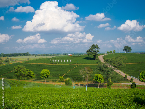 November 26, 2016 Tea Plantation at Choui Fong Tea Plantation, Chiang Rai, Thailand