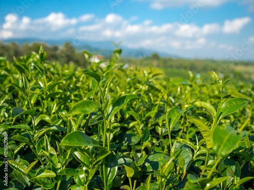 Tea Leaves at Choui Fong Tea Plantation, Chiang Rai, Thailand