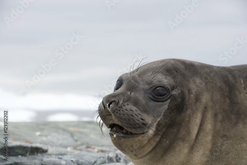 Elephant Seal Outlook