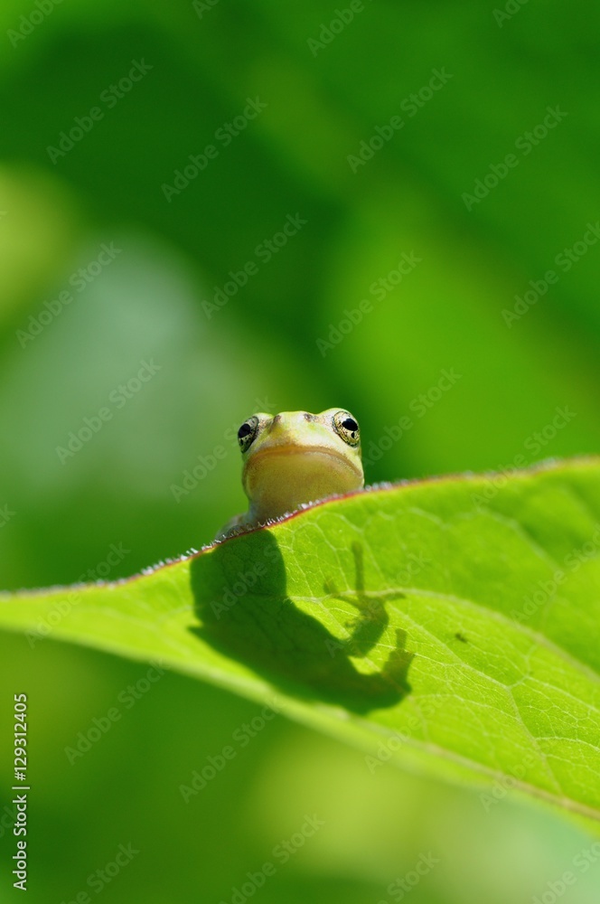 Fototapeta premium 蕗の葉の上にニホンアマガエル