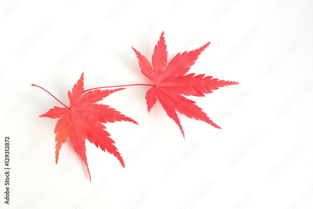 料理の盛り付け飾り用の紅葉もみじ Stock Photo Adobe Stock