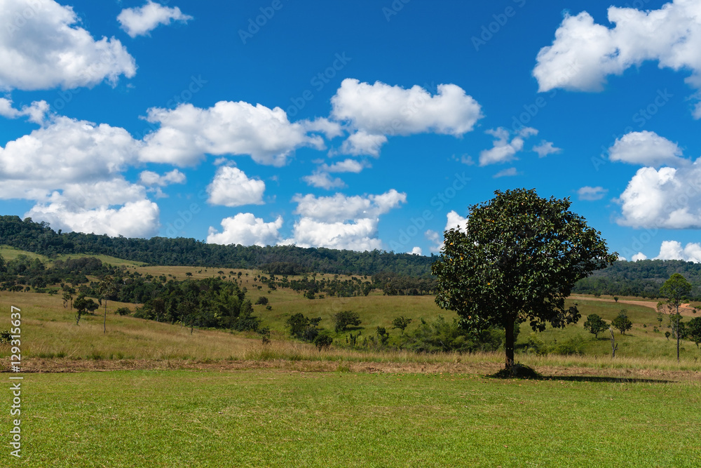 Trees and green field with blue sky background