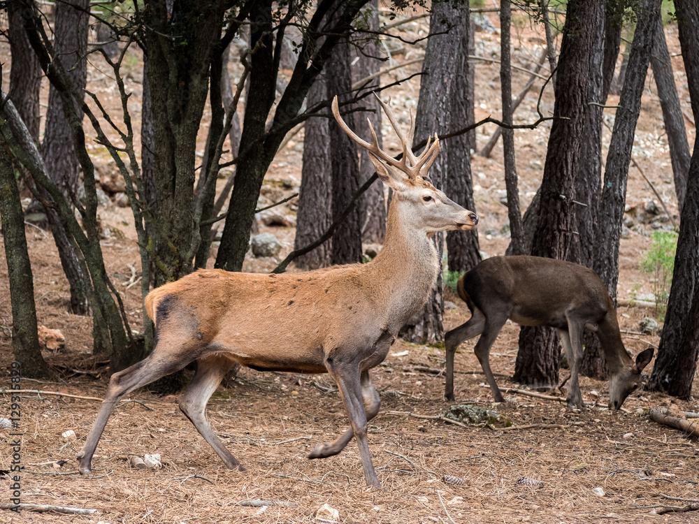Reed deer (Cervus elaphus) running in the forest Reed deer (Cervus elaphus) running in the forest