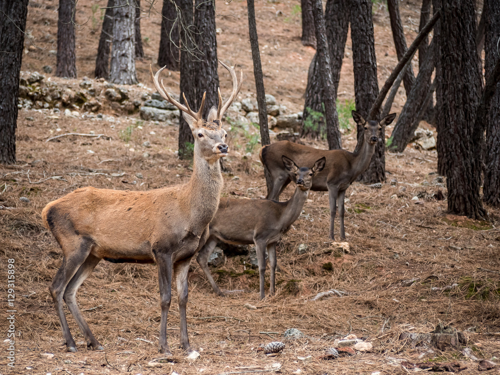 Fototapeta premium Male reed deer (Cervus elaphus) with two female deer in the fore